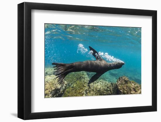 Galapagos sea lion releasing bubbles underwater, Galapagos-Tui De Roy-Framed Photographic Print