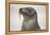 Galapagos sea lion, San Cristobal Island, Galapagos Islands, Ecuador.-Adam Jones-Framed Premier Image Canvas