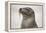 Galapagos sea lion, San Cristobal Island, Galapagos Islands, Ecuador.-Adam Jones-Framed Premier Image Canvas