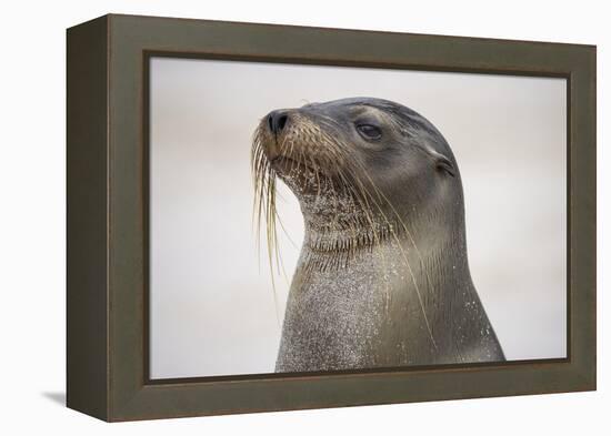 Galapagos sea lion, San Cristobal Island, Galapagos Islands, Ecuador.-Adam Jones-Framed Premier Image Canvas