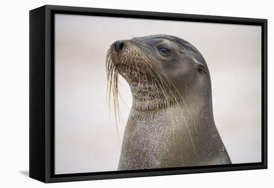 Galapagos sea lion, San Cristobal Island, Galapagos Islands, Ecuador.-Adam Jones-Framed Premier Image Canvas