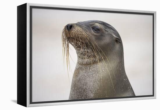 Galapagos sea lion, San Cristobal Island, Galapagos Islands, Ecuador.-Adam Jones-Framed Premier Image Canvas