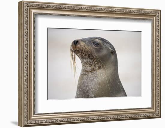 Galapagos sea lion, San Cristobal Island, Galapagos Islands, Ecuador.-Adam Jones-Framed Photographic Print