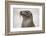 Galapagos sea lion, San Cristobal Island, Galapagos Islands, Ecuador.-Adam Jones-Framed Photographic Print