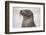 Galapagos sea lion, San Cristobal Island, Galapagos Islands, Ecuador.-Adam Jones-Framed Photographic Print