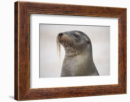 Galapagos sea lion, San Cristobal Island, Galapagos Islands, Ecuador.-Adam Jones-Framed Photographic Print