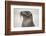 Galapagos sea lion, San Cristobal Island, Galapagos Islands, Ecuador.-Adam Jones-Framed Photographic Print