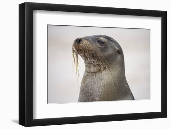 Galapagos sea lion, San Cristobal Island, Galapagos Islands, Ecuador.-Adam Jones-Framed Photographic Print