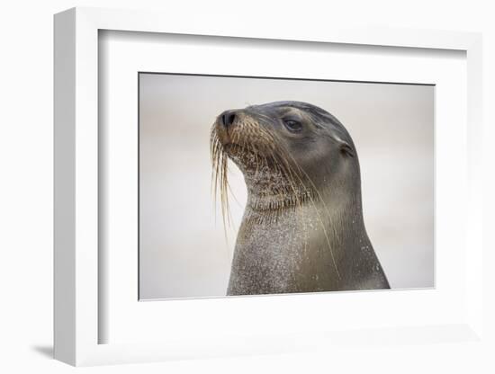 Galapagos sea lion, San Cristobal Island, Galapagos Islands, Ecuador.-Adam Jones-Framed Photographic Print