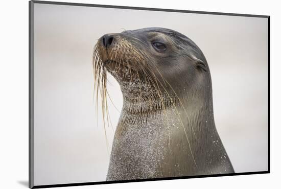 Galapagos sea lion, San Cristobal Island, Galapagos Islands, Ecuador.-Adam Jones-Mounted Photographic Print