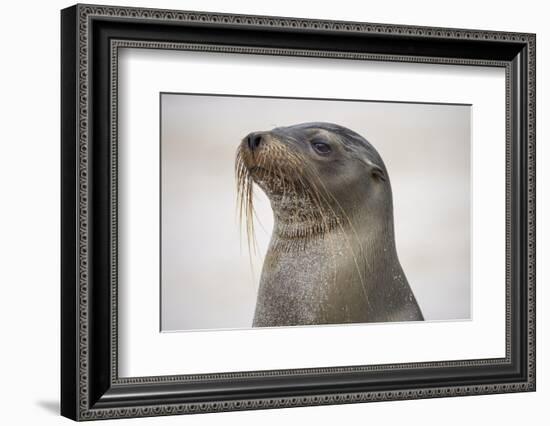 Galapagos sea lion, San Cristobal Island, Galapagos Islands, Ecuador.-Adam Jones-Framed Photographic Print