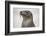 Galapagos sea lion, San Cristobal Island, Galapagos Islands, Ecuador.-Adam Jones-Framed Photographic Print