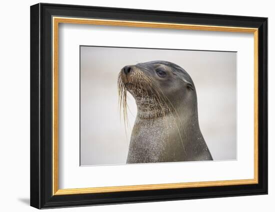 Galapagos sea lion, San Cristobal Island, Galapagos Islands, Ecuador.-Adam Jones-Framed Photographic Print