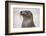 Galapagos sea lion, San Cristobal Island, Galapagos Islands, Ecuador.-Adam Jones-Framed Photographic Print