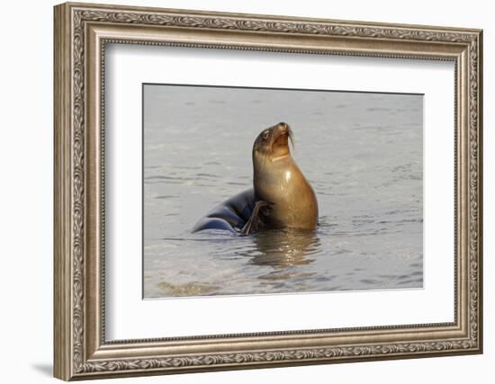 Galapagos sea lion, San Cristobal Island, Galapagos Islands, Ecuador.-Adam Jones-Framed Photographic Print