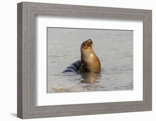 Galapagos sea lion, San Cristobal Island, Galapagos Islands, Ecuador.-Adam Jones-Framed Photographic Print