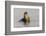 Galapagos sea lion, San Cristobal Island, Galapagos Islands, Ecuador.-Adam Jones-Framed Photographic Print