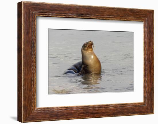 Galapagos sea lion, San Cristobal Island, Galapagos Islands, Ecuador.-Adam Jones-Framed Photographic Print