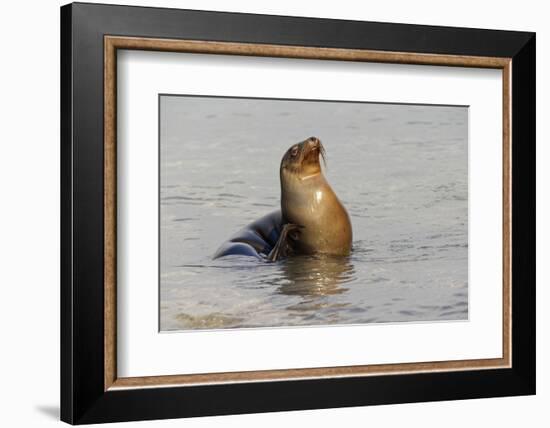 Galapagos sea lion, San Cristobal Island, Galapagos Islands, Ecuador.-Adam Jones-Framed Photographic Print