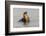 Galapagos sea lion, San Cristobal Island, Galapagos Islands, Ecuador.-Adam Jones-Framed Photographic Print