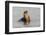 Galapagos sea lion, San Cristobal Island, Galapagos Islands, Ecuador.-Adam Jones-Framed Photographic Print