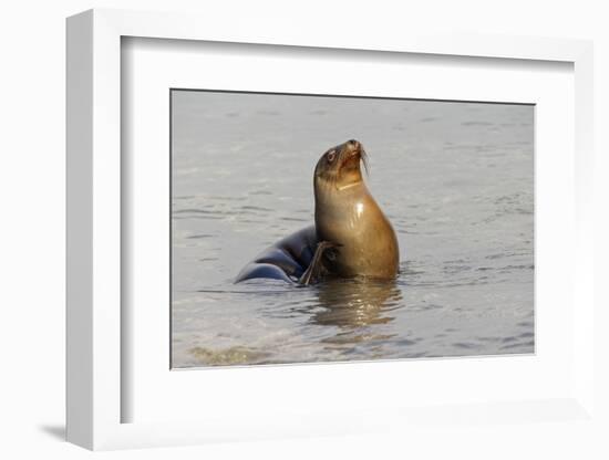 Galapagos sea lion, San Cristobal Island, Galapagos Islands, Ecuador.-Adam Jones-Framed Photographic Print