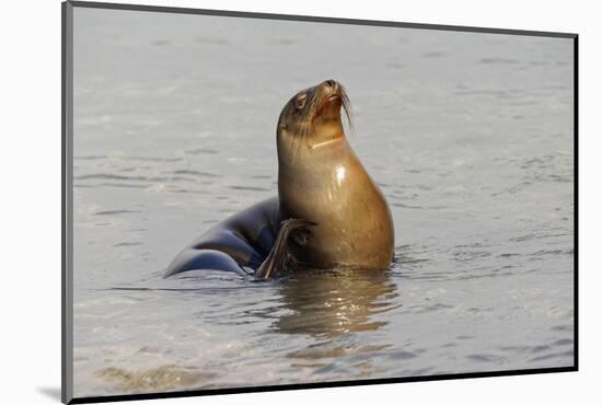 Galapagos sea lion, San Cristobal Island, Galapagos Islands, Ecuador.-Adam Jones-Mounted Photographic Print