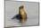 Galapagos sea lion, San Cristobal Island, Galapagos Islands, Ecuador.-Adam Jones-Mounted Photographic Print