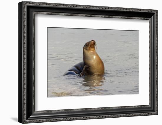 Galapagos sea lion, San Cristobal Island, Galapagos Islands, Ecuador.-Adam Jones-Framed Photographic Print