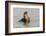 Galapagos sea lion, San Cristobal Island, Galapagos Islands, Ecuador.-Adam Jones-Framed Photographic Print