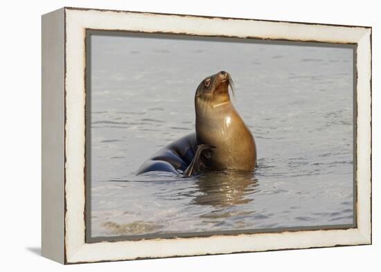Galapagos sea lion, San Cristobal Island, Galapagos Islands, Ecuador.-Adam Jones-Framed Premier Image Canvas