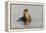 Galapagos sea lion, San Cristobal Island, Galapagos Islands, Ecuador.-Adam Jones-Framed Premier Image Canvas