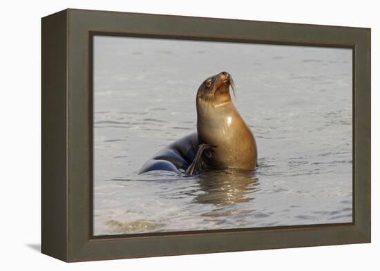 Galapagos sea lion, San Cristobal Island, Galapagos Islands, Ecuador.-Adam Jones-Framed Premier Image Canvas