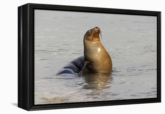 Galapagos sea lion, San Cristobal Island, Galapagos Islands, Ecuador.-Adam Jones-Framed Premier Image Canvas