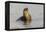 Galapagos sea lion, San Cristobal Island, Galapagos Islands, Ecuador.-Adam Jones-Framed Premier Image Canvas