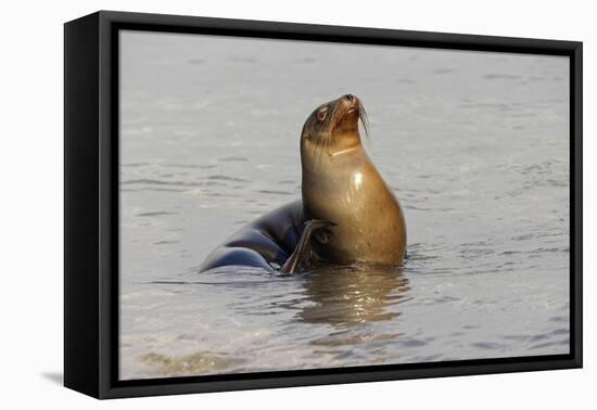 Galapagos sea lion, San Cristobal Island, Galapagos Islands, Ecuador.-Adam Jones-Framed Premier Image Canvas