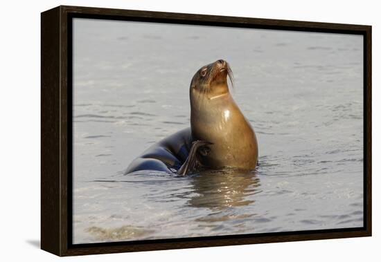 Galapagos sea lion, San Cristobal Island, Galapagos Islands, Ecuador.-Adam Jones-Framed Premier Image Canvas