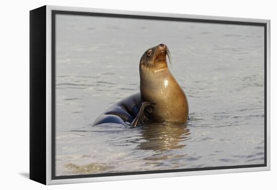 Galapagos sea lion, San Cristobal Island, Galapagos Islands, Ecuador.-Adam Jones-Framed Premier Image Canvas