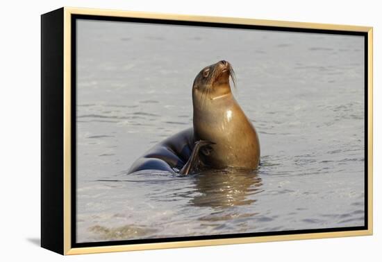 Galapagos sea lion, San Cristobal Island, Galapagos Islands, Ecuador.-Adam Jones-Framed Premier Image Canvas