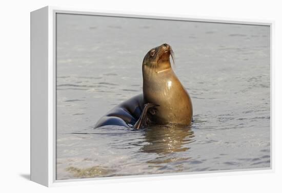 Galapagos sea lion, San Cristobal Island, Galapagos Islands, Ecuador.-Adam Jones-Framed Premier Image Canvas