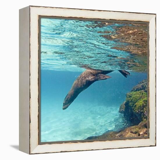 Galapagos Sea Lion Swimming Underwater, Ecuador-null-Framed Premier Image Canvas