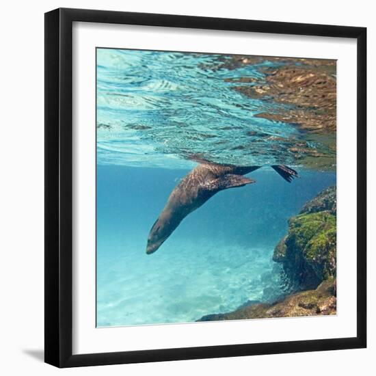 Galapagos Sea Lion Swimming Underwater, Ecuador-null-Framed Photographic Print