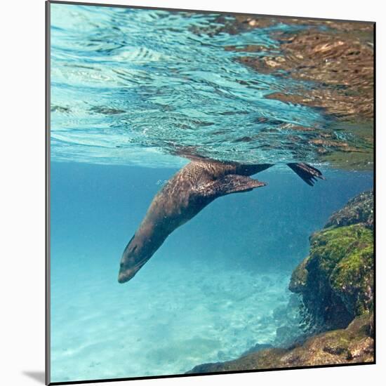 Galapagos Sea Lion Swimming Underwater, Ecuador-null-Mounted Photographic Print