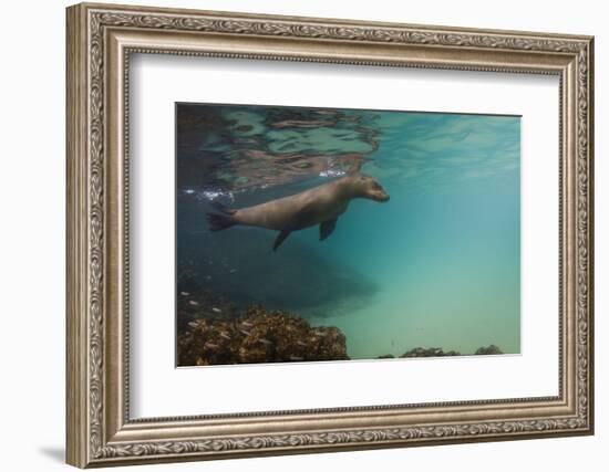 Galapagos Sea Lion Underwater, Galapagos, Ecuador-Pete Oxford-Framed Photographic Print