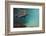 Galapagos Sea Lion Underwater, Galapagos, Ecuador-Pete Oxford-Framed Photographic Print