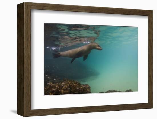 Galapagos Sea Lion Underwater, Galapagos, Ecuador-Pete Oxford-Framed Photographic Print