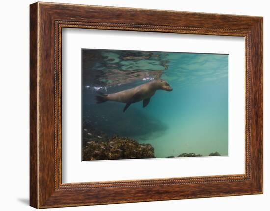 Galapagos Sea Lion Underwater, Galapagos, Ecuador-Pete Oxford-Framed Photographic Print