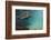 Galapagos Sea Lion Underwater, Galapagos, Ecuador-Pete Oxford-Framed Photographic Print