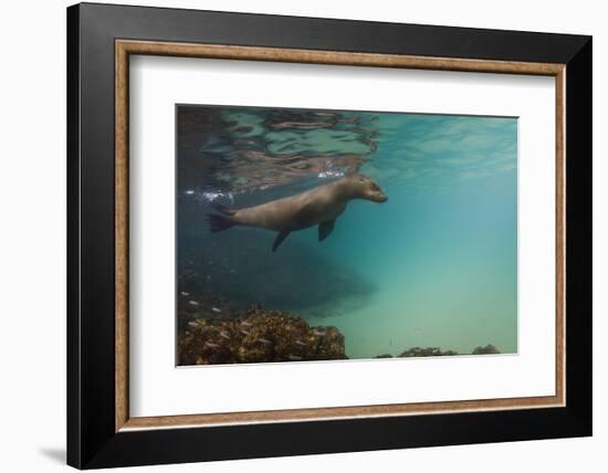 Galapagos Sea Lion Underwater, Galapagos, Ecuador-Pete Oxford-Framed Photographic Print