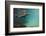 Galapagos Sea Lion Underwater, Galapagos, Ecuador-Pete Oxford-Framed Photographic Print